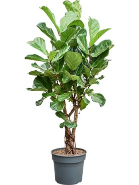 Ficus lyrata Stam vertakt