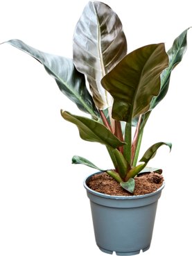 Philodendron \'Imperial Red\' Bush