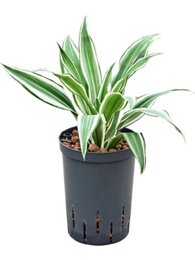 Dracaena deremensis \'White Jewel\' Kop