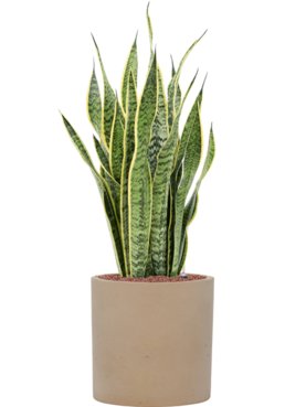 Sansevieria trifasciata \'Laurentii\' in Rough Hydrocultuur