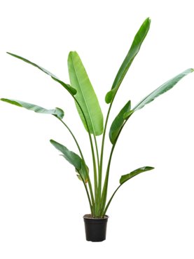 Ravenala madagascariensis (160-220) Toef