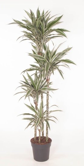 Dracaena fragrans \'White Stripe\' 120-90-60-30