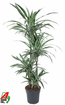 Dracaena deremensis \'Warneckei\' 90-60-30-15