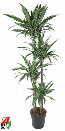 Dracaena deremensis \'Warneckei\' 120-90-60-30