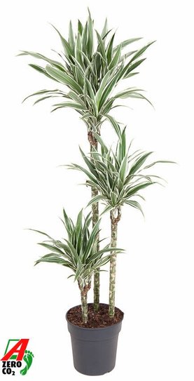 Dracaena fragrans \'White Stripe\' 90-60-30