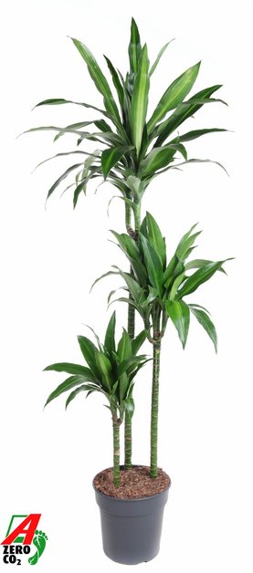 Dracaena Paloma 90-60-30
