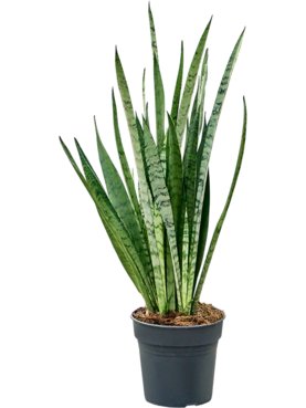 Sansevieria Silver princess