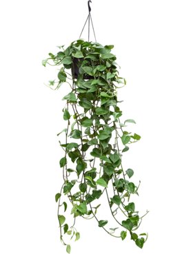 Scindapsus (Epipremnum) \'Aureum\' Hanger