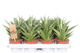 Sansevieria Tough Lady