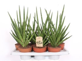 Sansevieria Tough Guy