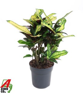 Codiaeum variegatum \'Wilma\' Vertakt