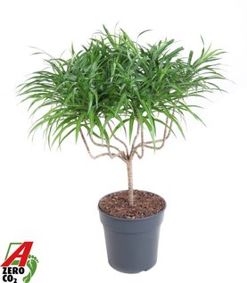 Dracaena reflexa \'Anita\' Kandelaar