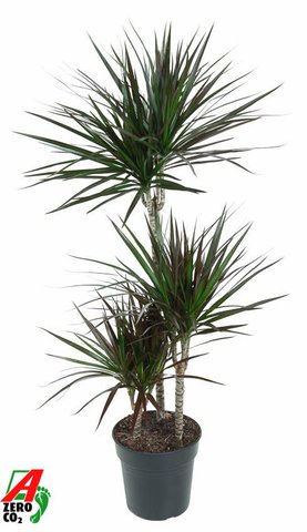 Dracaena marginata \'Magenta\' 60-30-15