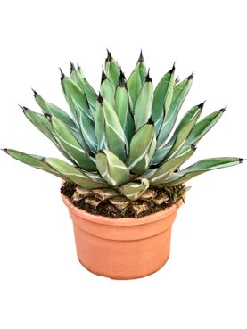 Agave ferdinandi \'Regis\' Groen/grijs