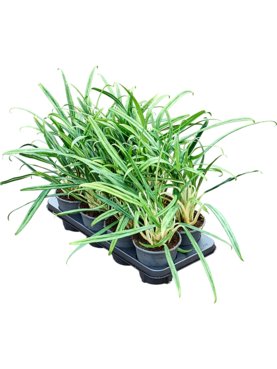 Aglaonema \'Bitkisi\' 8/tray Toef