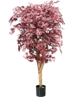 Japanese Maple Multi Trunk FR