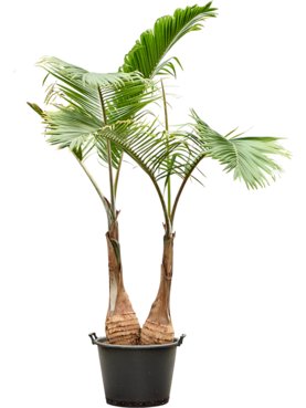 Hyophorbe lagenicaulis 2-Stam