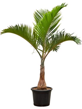 Hyophorbe lagenicaulis Stam