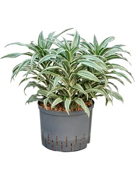 Dracaena warneckii \'Compacta\' Kop 3pp