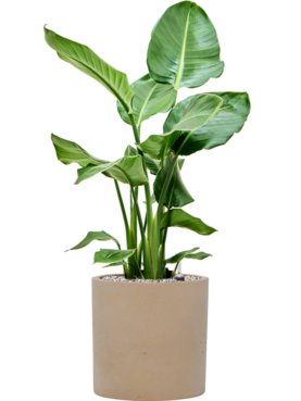 Strelitzia nicolai in Rough Grond (Vulkastrat)