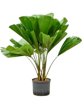 Licuala grandis 2-Stam