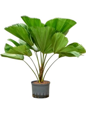 Licuala grandis Stam