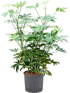 Schefflera arboricola \'Compacta\' Bush