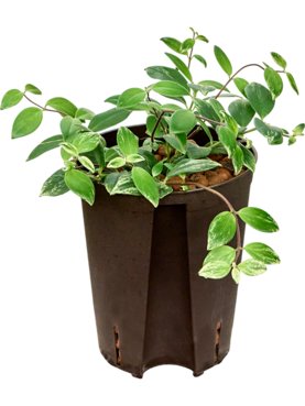 Aeschynanthus lobbianus Hanger