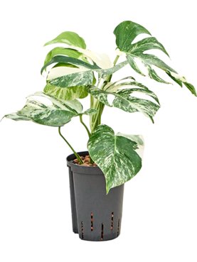 Monstera deliciosa \'Variegatum\' Bush