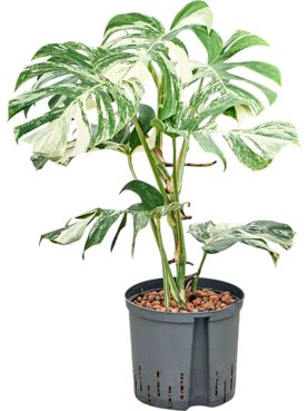Monstera deliciosa \'Variegatum\' Bush