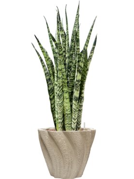 Sansevieria zeylanica in Drift Hydrocultuur