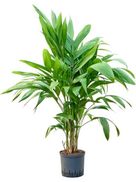 Areca triandra Toef