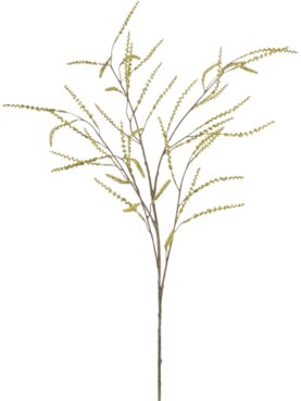 Tamarisk Spray Green