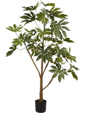 Fatsia Plant