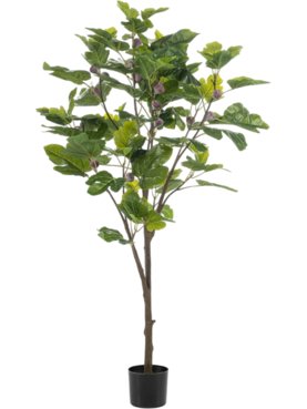 Fig Tree Vertakt