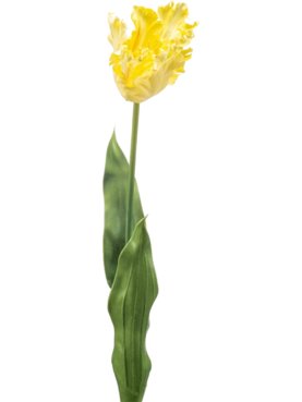 Tulip Parrot Spray lt Yellow