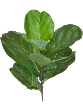 Fiddle Foliage Spray (FR)