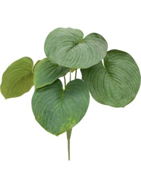 Hosta Giant Green (FR)