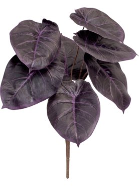 Caladium Bush Burgundy (FR)