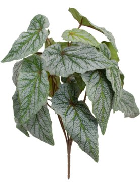 Begonia Bush Green (FR)