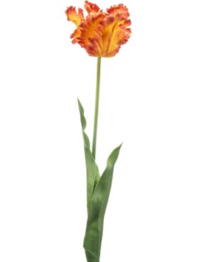 Tulip Parrot Spray Orange