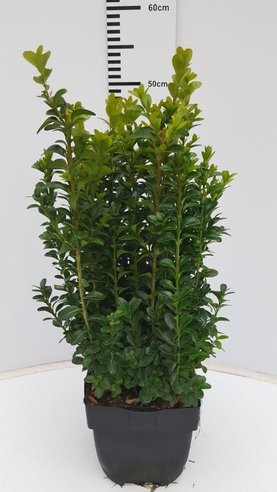 Buxus sempervirens