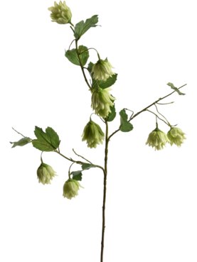 Hop Flower Spray Green