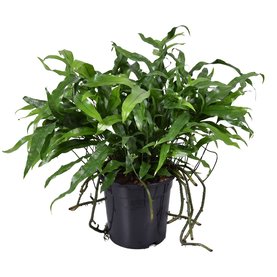 Microsorum diversifolium