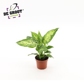 Dieffenbachia \'Compacta\'