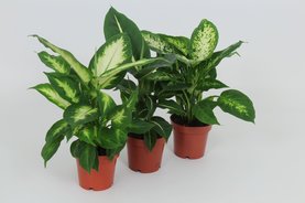Dieffenbachia mix