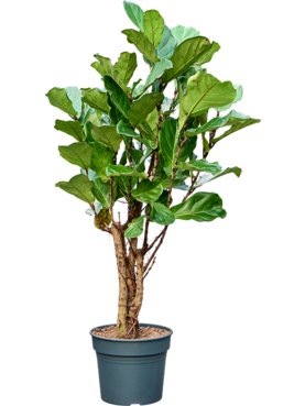 Ficus lyrata (160/180) Multi stam