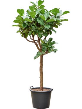 Ficus lyrata Stam