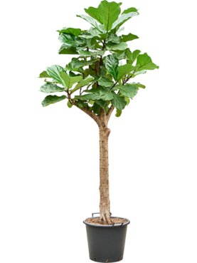 Ficus lyrata Stam