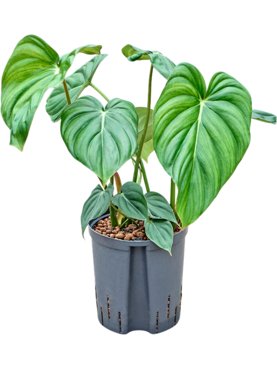 Philodendron \'Mc Dowell\' Bush
